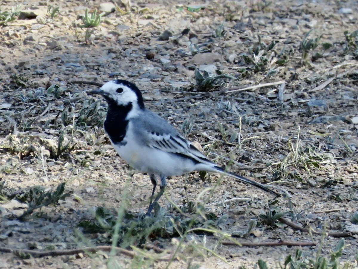 White Wagtail (White-faced) - ML619274372