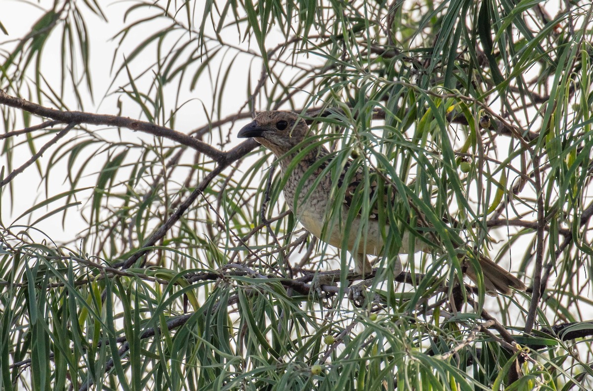 Spotted Bowerbird - ML619274454
