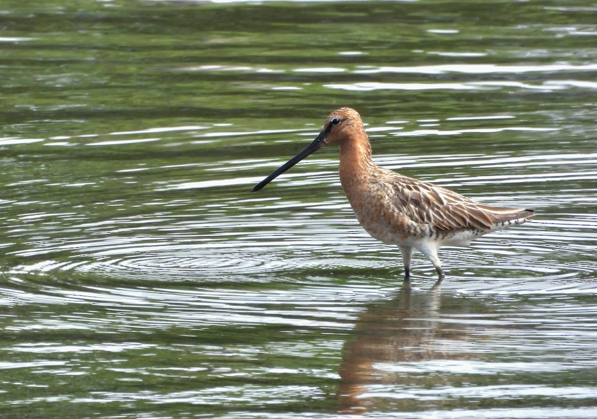 Asian Dowitcher - ML619274484