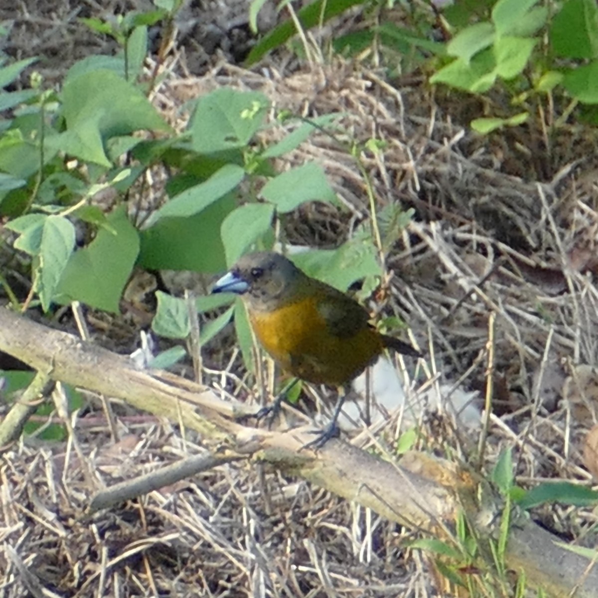 Scarlet-rumped Tanager - ML619274516