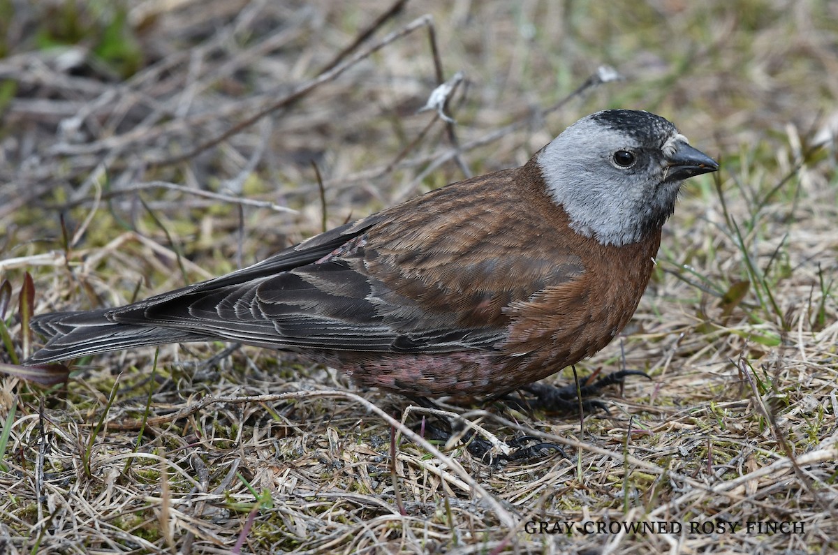 Gray-crowned Rosy-Finch - ML619274576