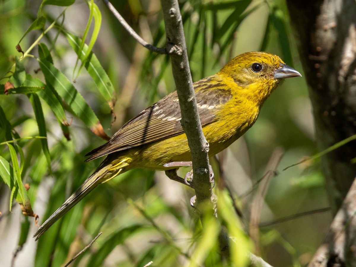 Flame-colored Tanager - ML619274604