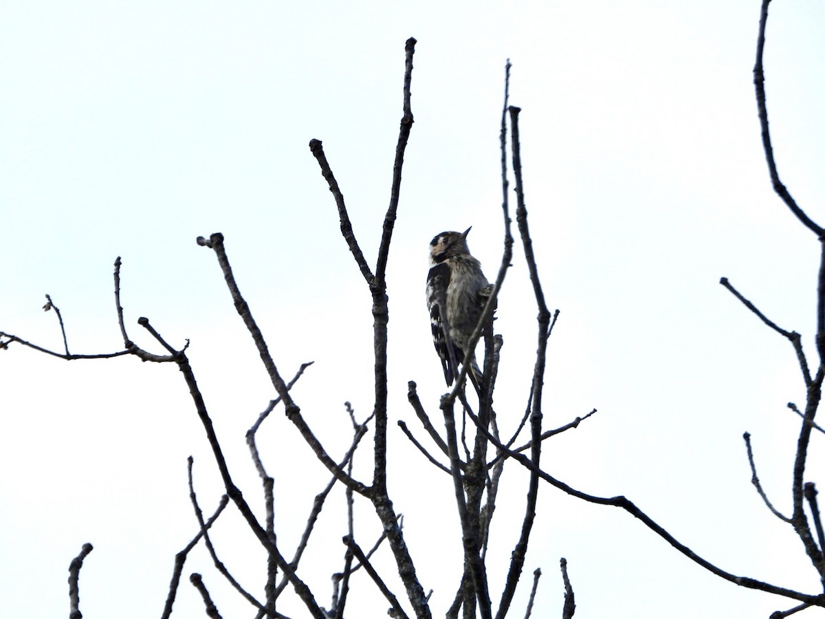 Lesser Spotted Woodpecker - ML619274630