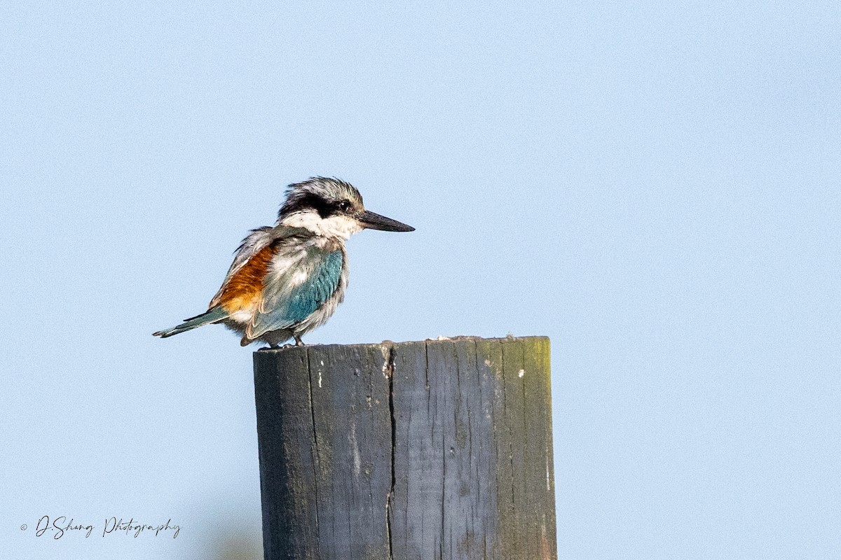 Red-backed Kingfisher - ML619274677
