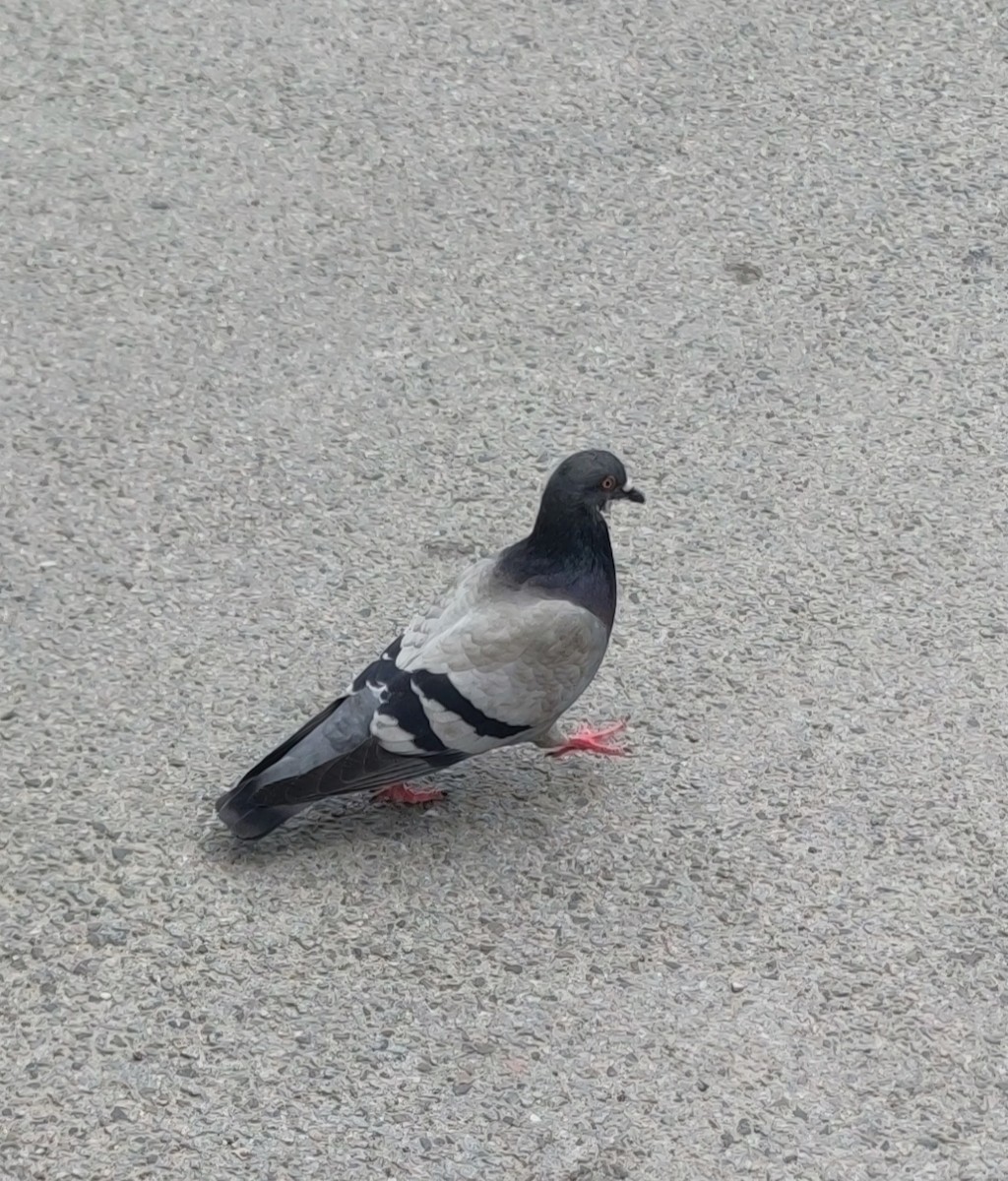 Rock Pigeon (Feral Pigeon) - ML619274690