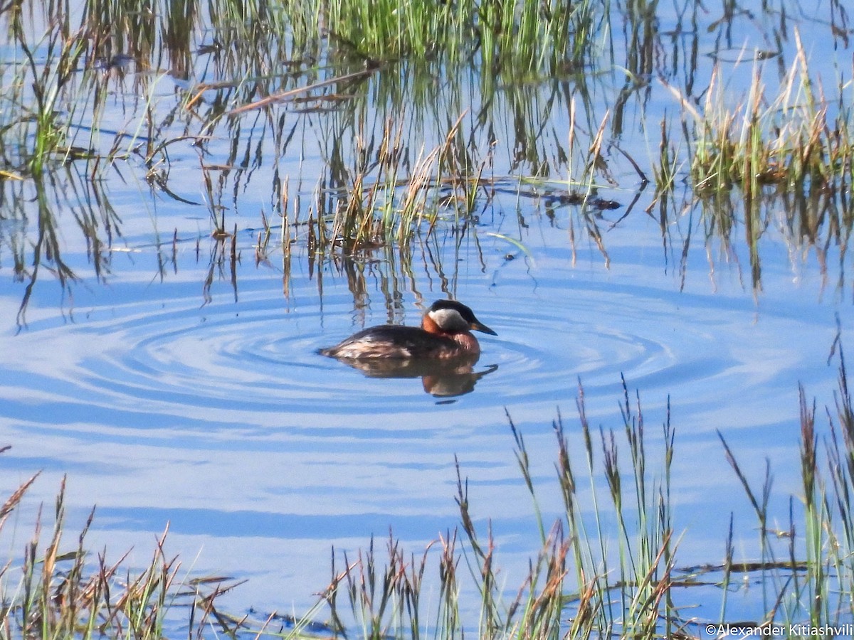 Red-necked Grebe - ML619274751