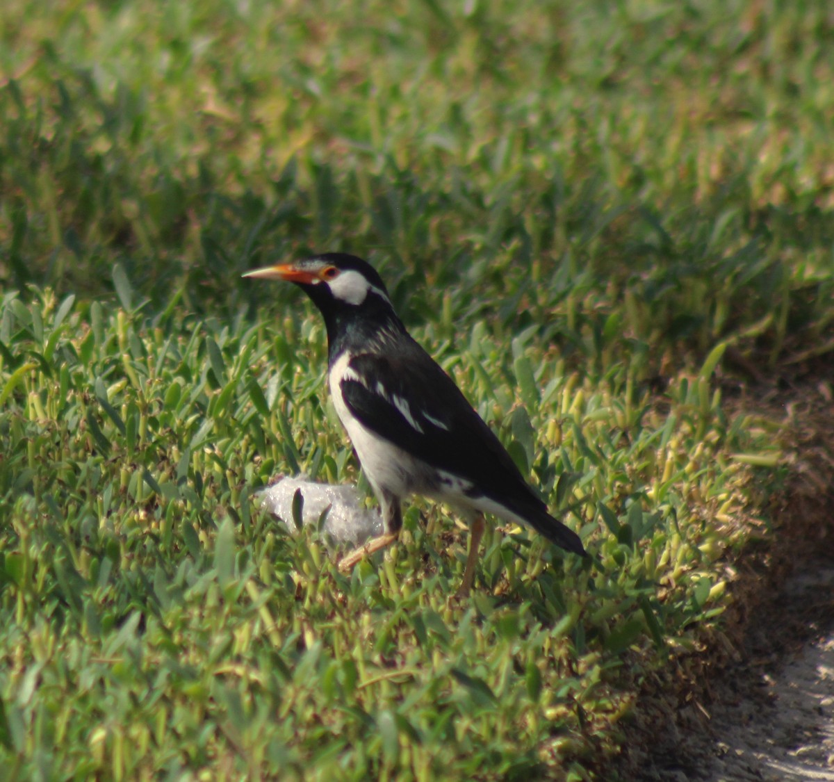 Indian Pied Starling - ML619274760