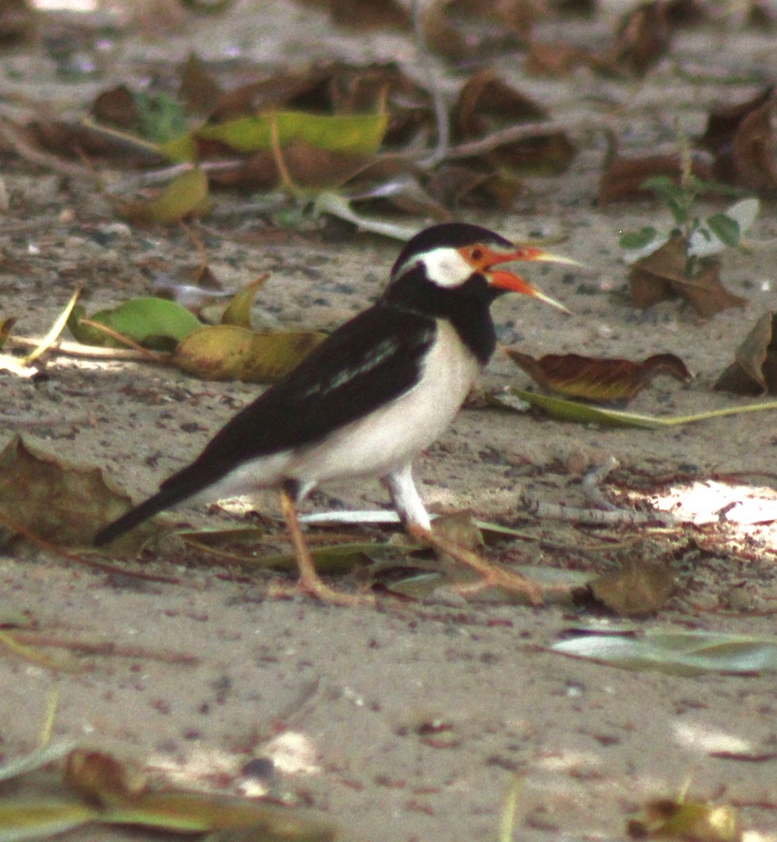 Indian Pied Starling - ML619274768