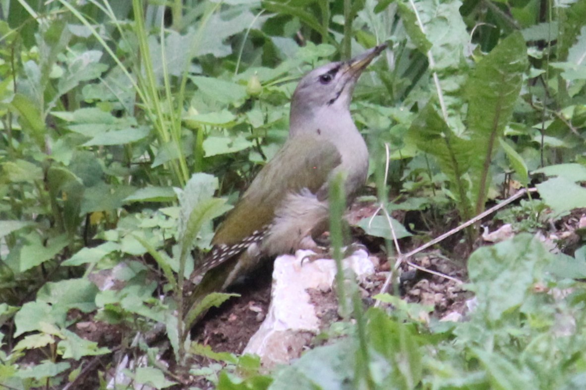 Gray-headed Woodpecker - ML619274792