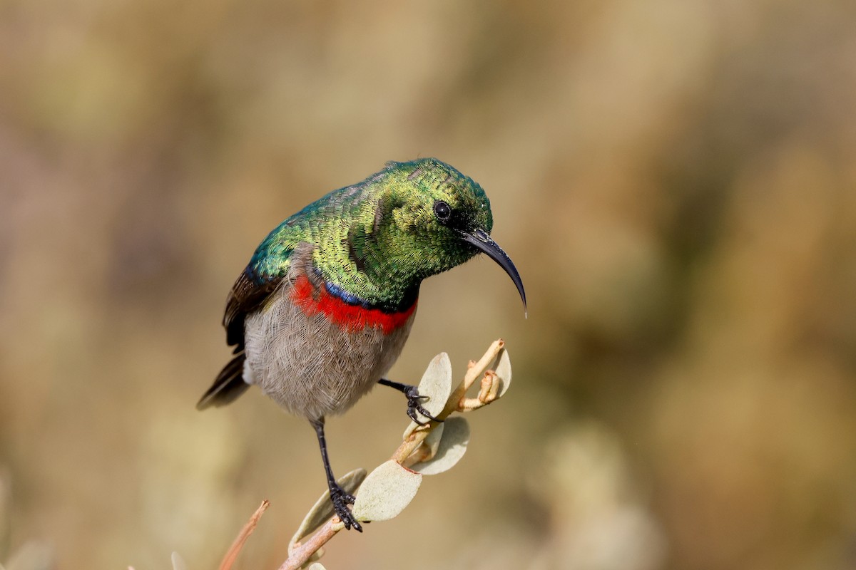 Southern Double-collared Sunbird - ML619274797