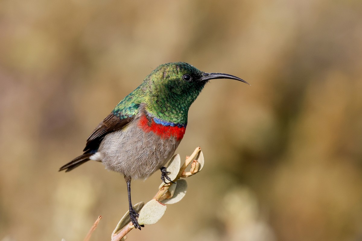 Southern Double-collared Sunbird - ML619274799