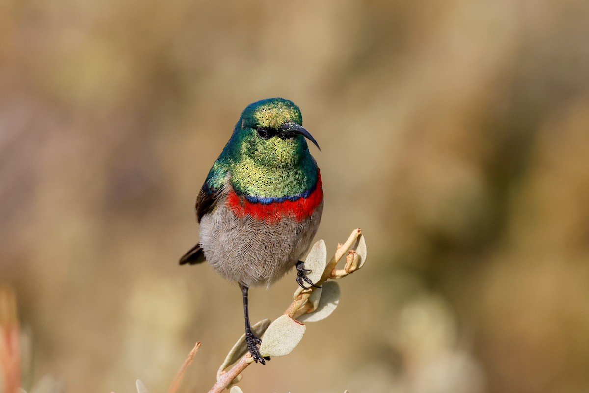 Southern Double-collared Sunbird - ML619274800