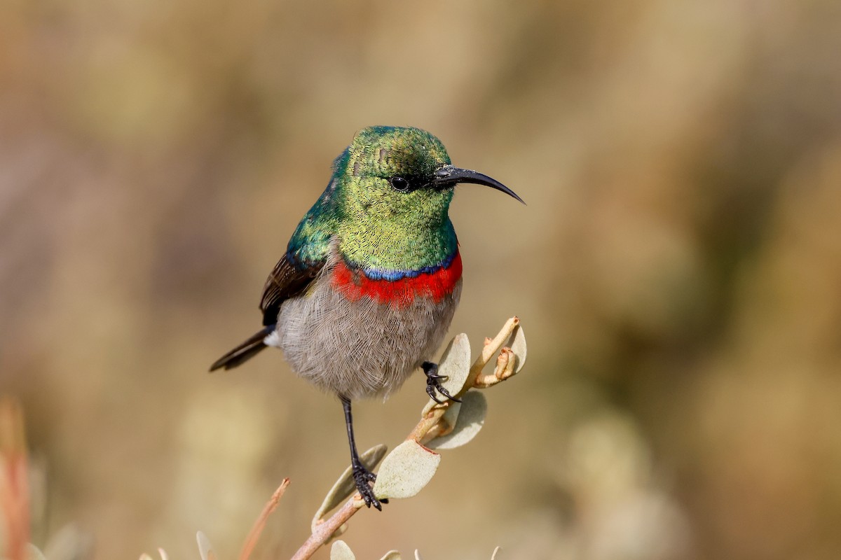 Southern Double-collared Sunbird - ML619274801