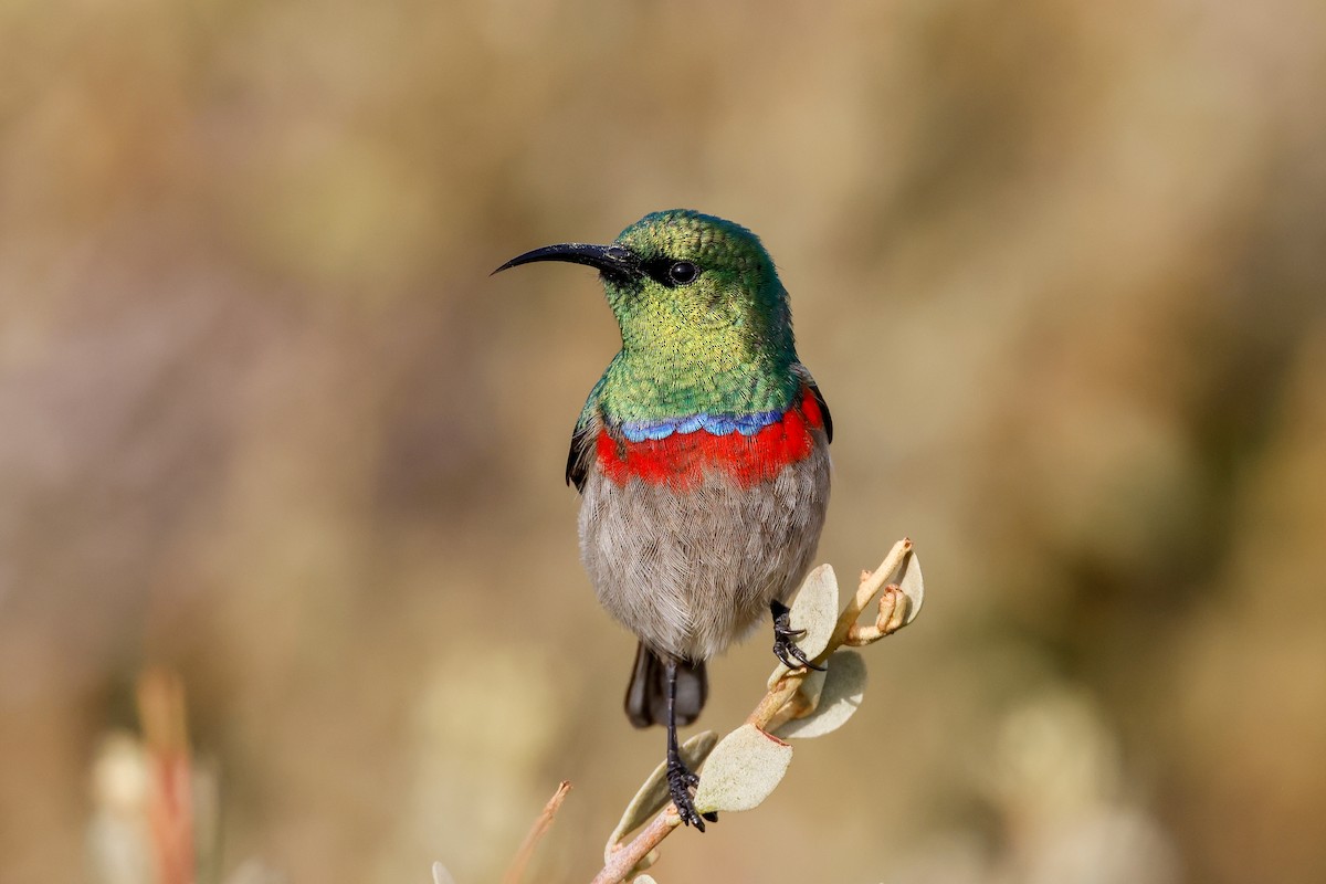 Southern Double-collared Sunbird - ML619274802