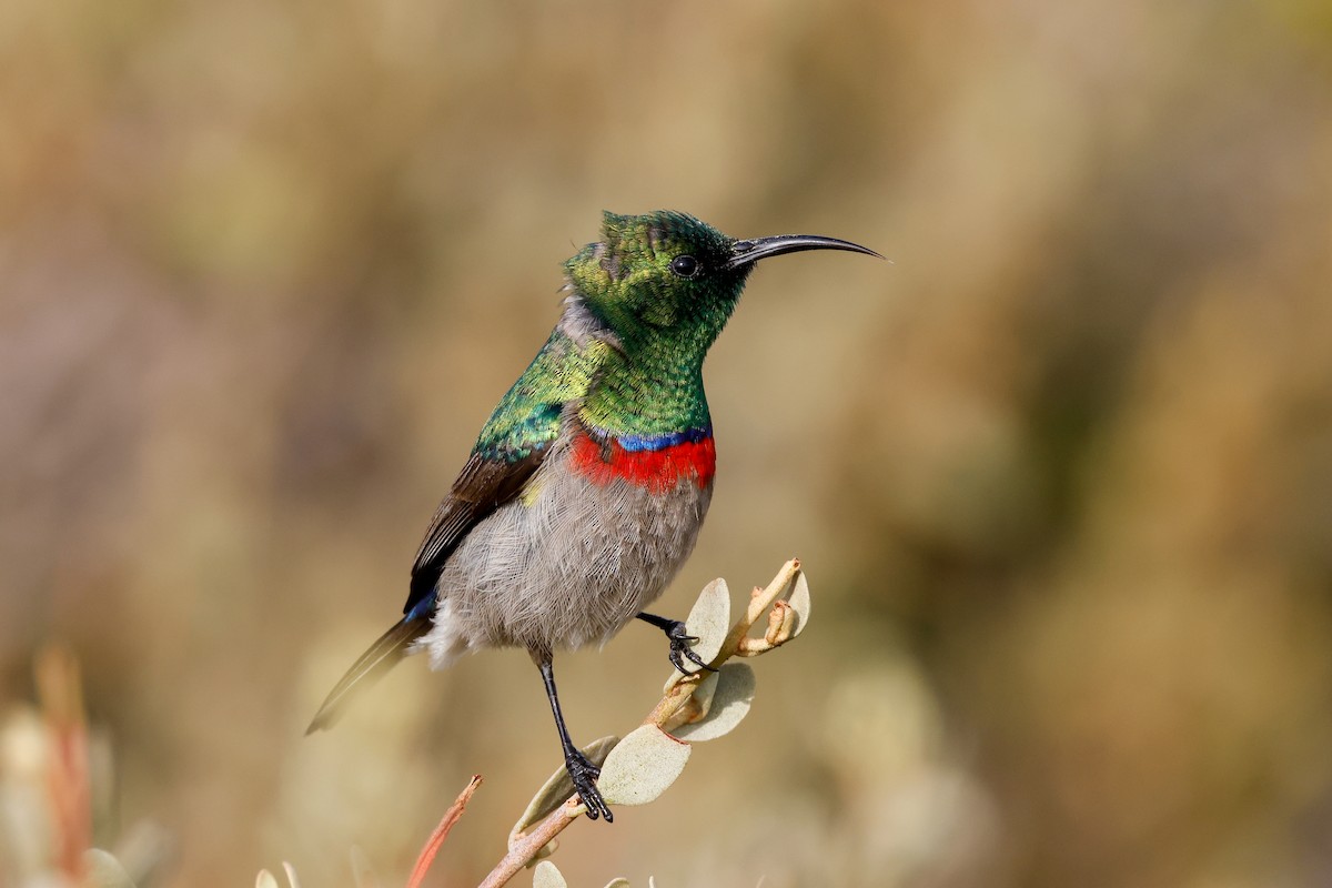 Southern Double-collared Sunbird - ML619274803
