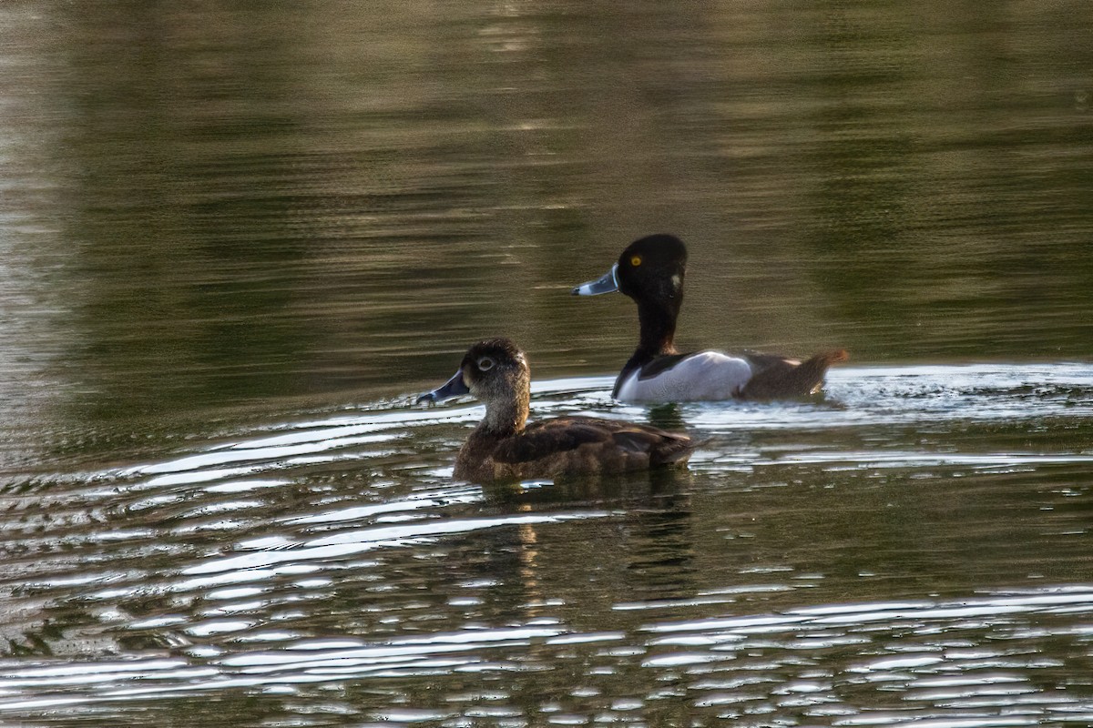 Ring-necked Duck - ML619274858