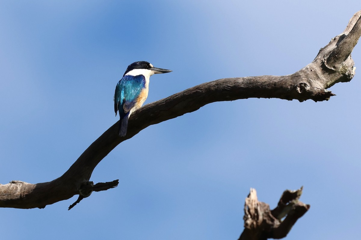 Forest Kingfisher - ML619274883