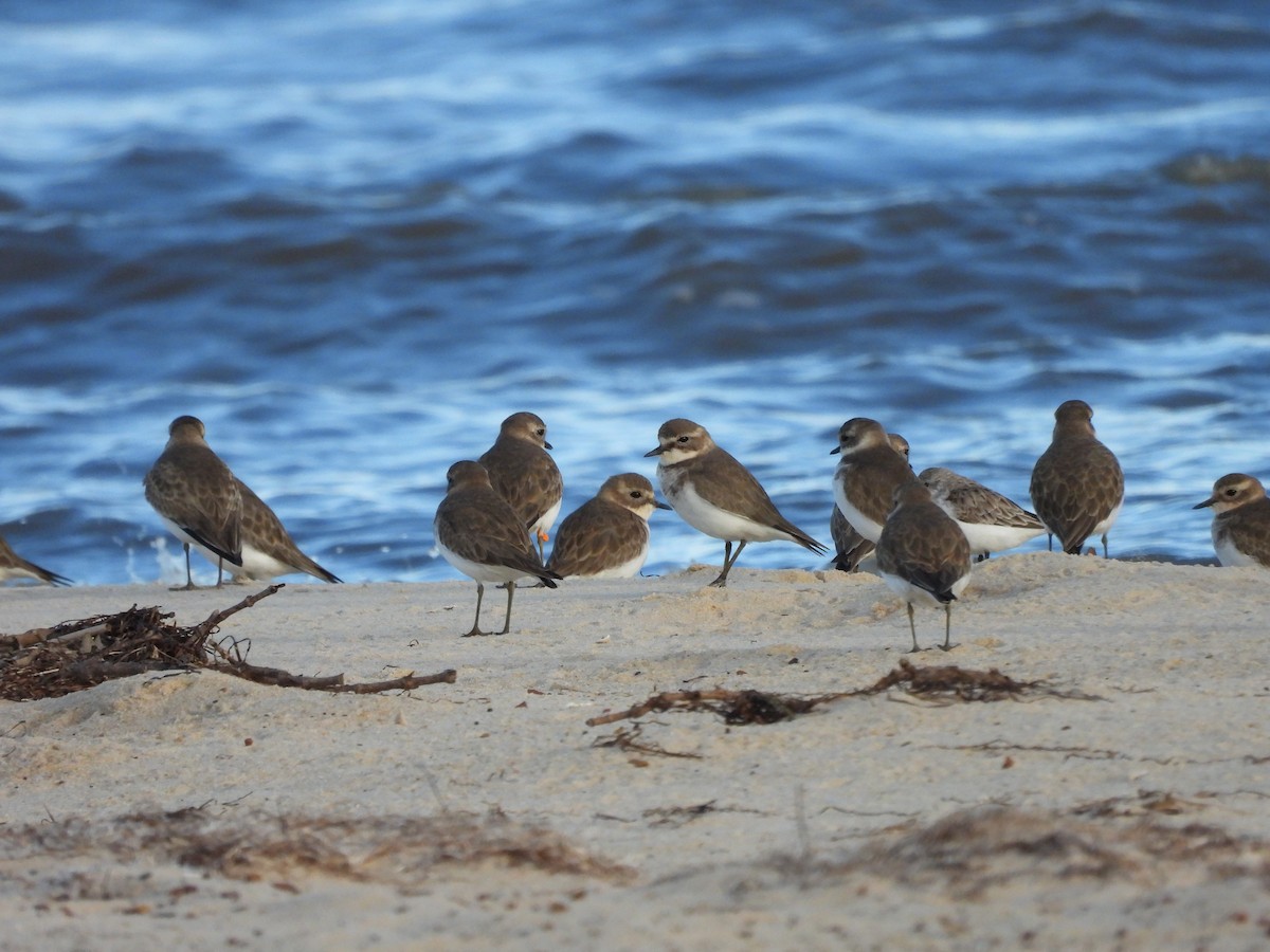 Double-banded Plover - ML619274931
