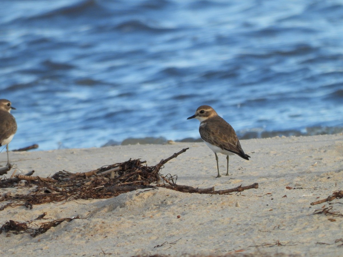 Double-banded Plover - ML619274944