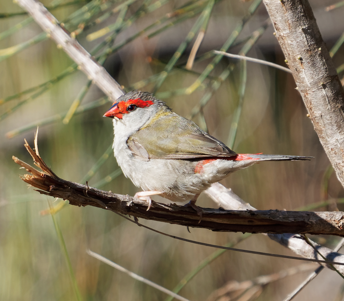Red-browed Firetail - ML619275030