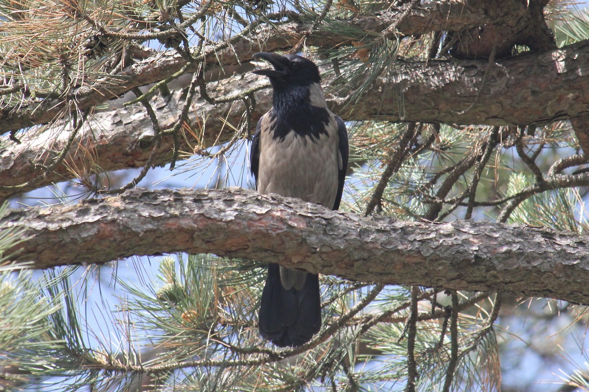 Hooded Crow - ML619275043
