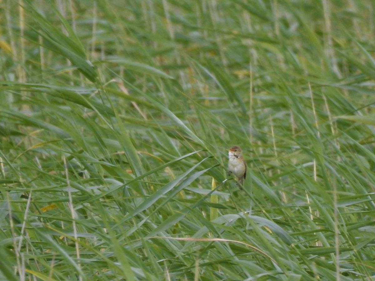 Common Reed Warbler - ML619275090