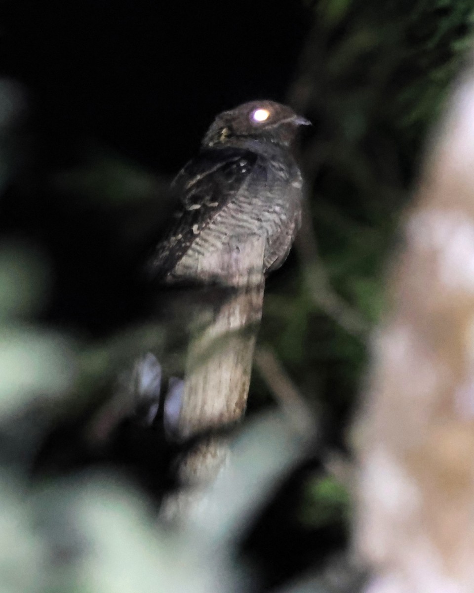 Large-tailed Nightjar - ML619275092