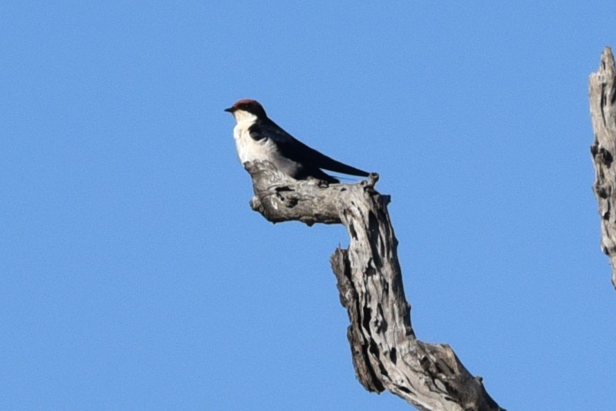 Wire-tailed Swallow - ML619275191