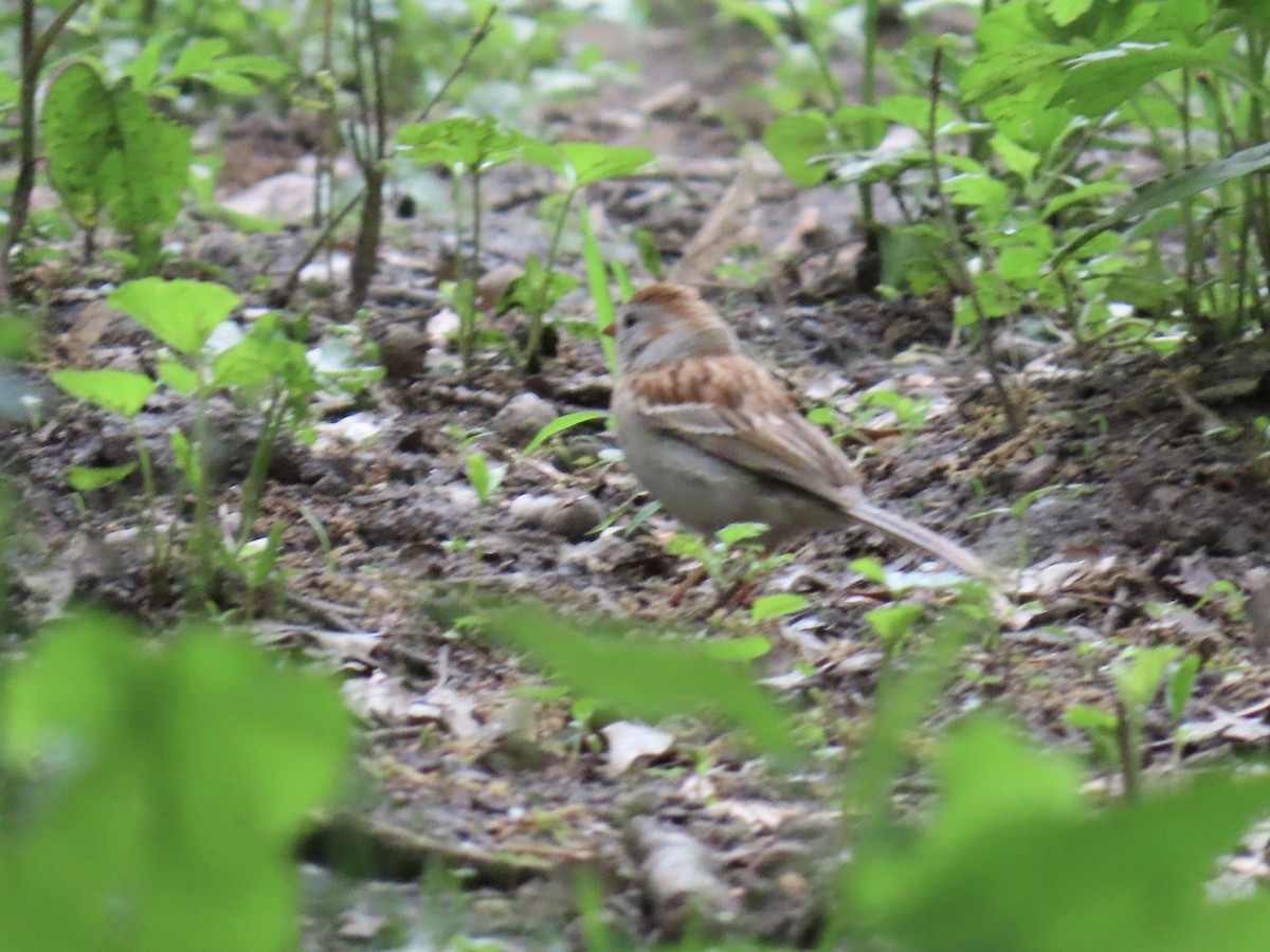 Field Sparrow - ML619275247