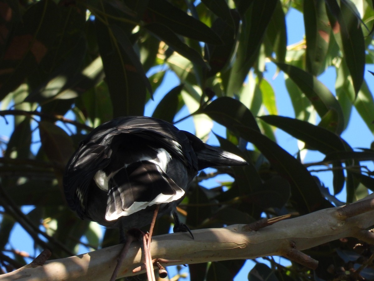 Pied Currawong - ML619275276