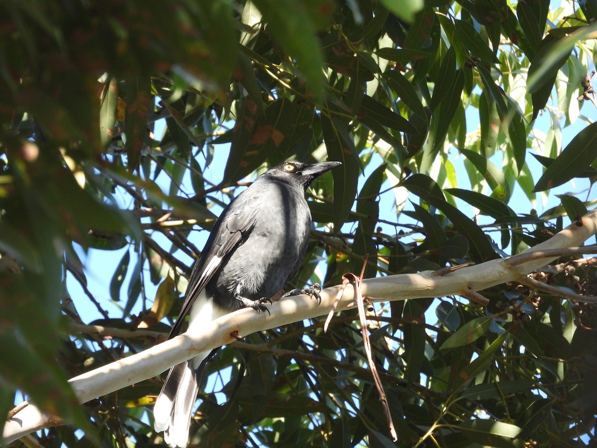 Pied Currawong - ML619275277