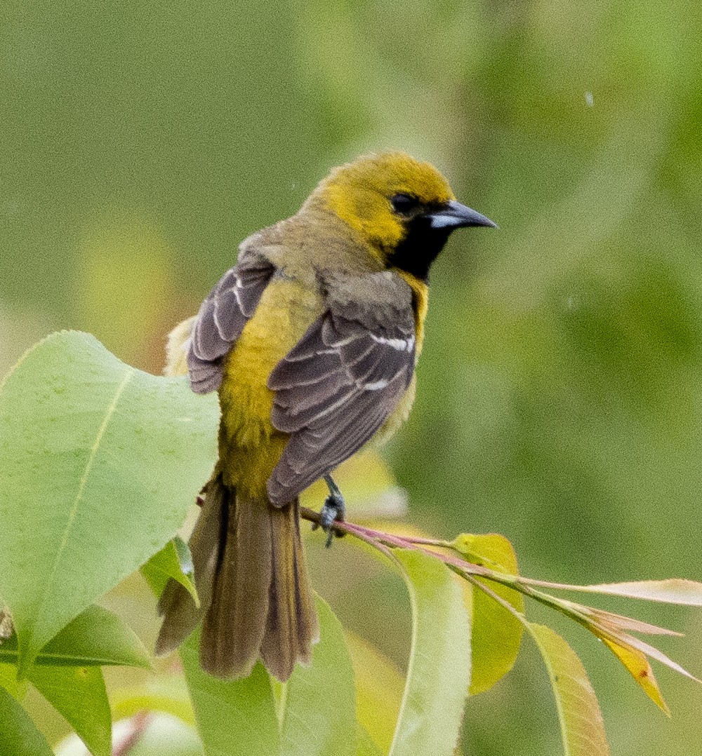 Orchard Oriole - ML619275284