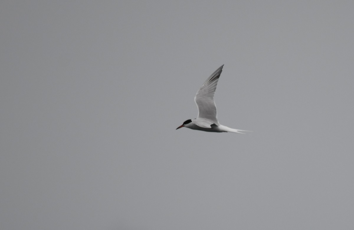 Common Tern - ML619275291