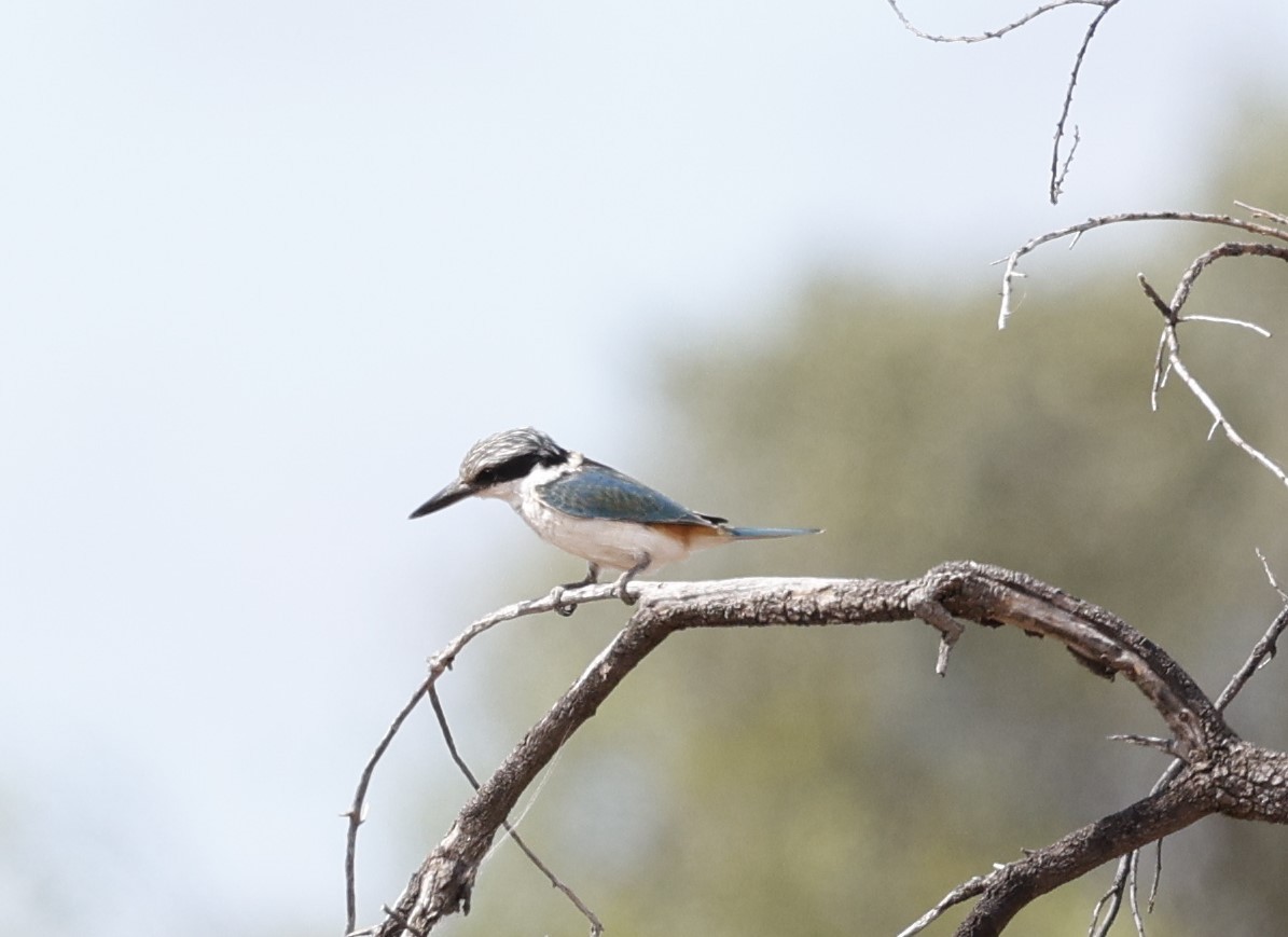 Red-backed Kingfisher - ML619275296