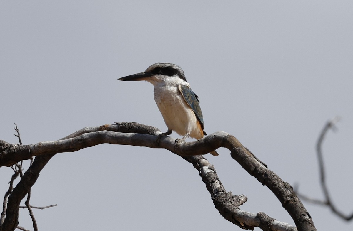 Red-backed Kingfisher - ML619275297