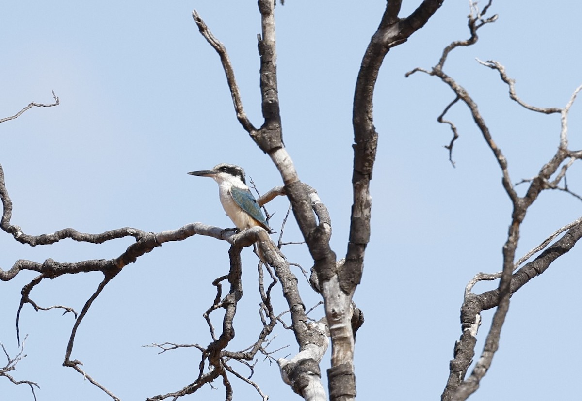 Red-backed Kingfisher - ML619275298