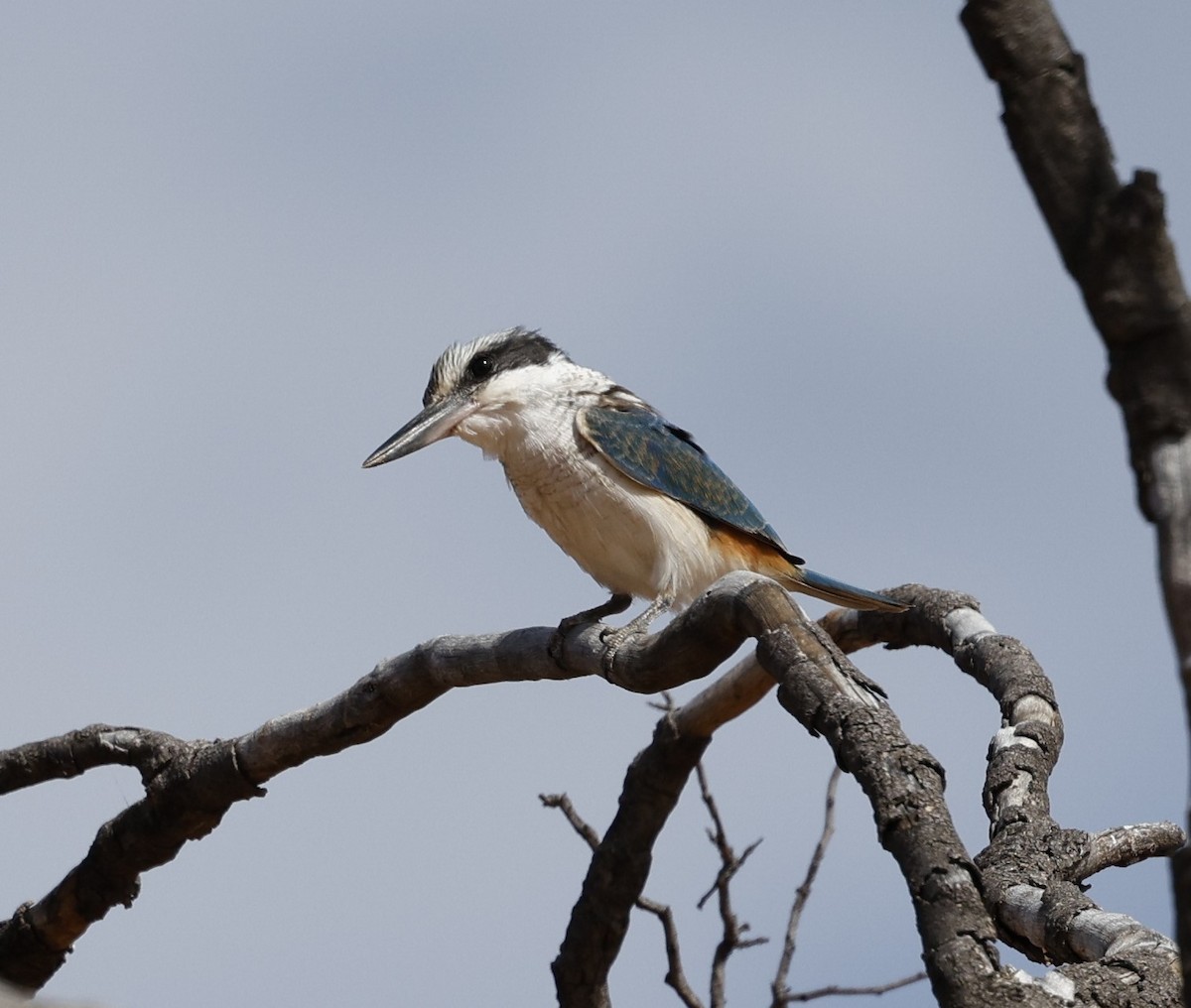 Red-backed Kingfisher - ML619275301