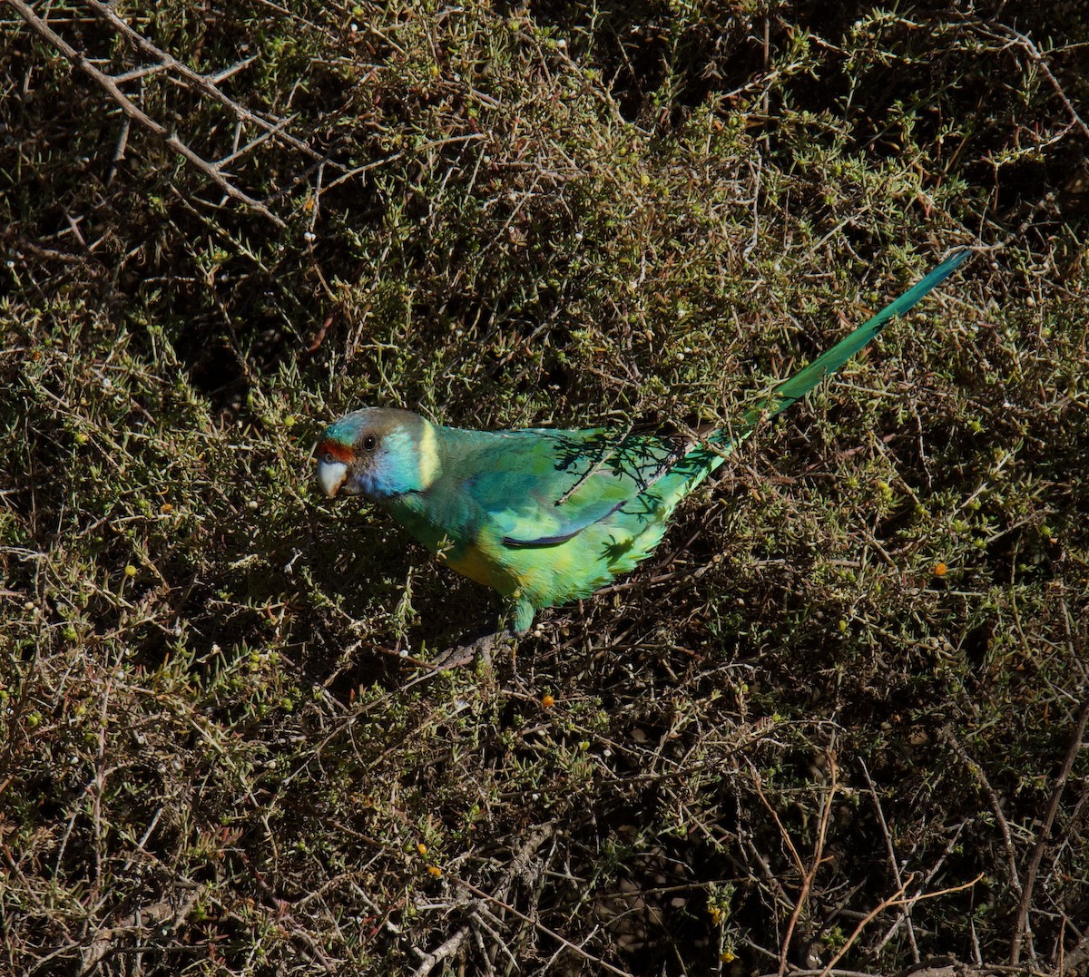 Воротничковый попугай (barnardi) - ML619275347