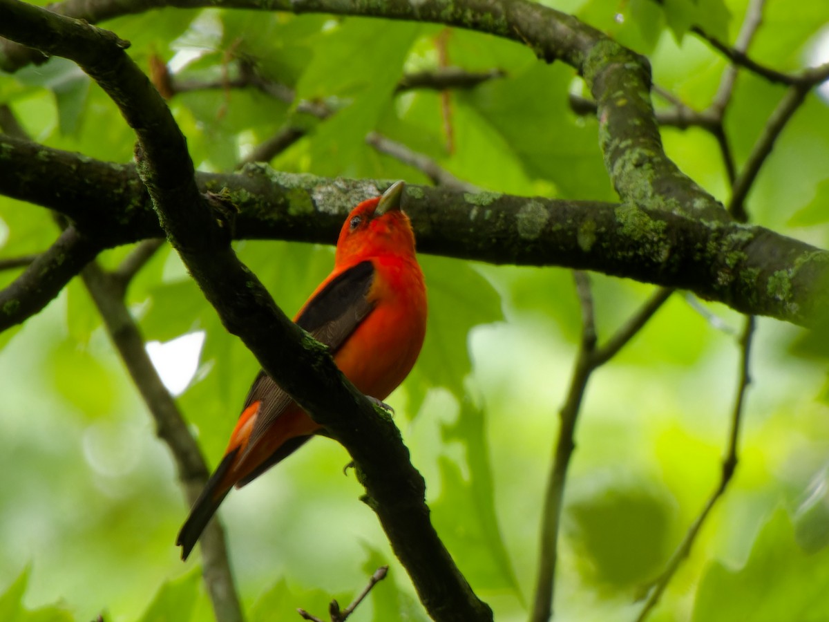 Scarlet Tanager - ML619275353