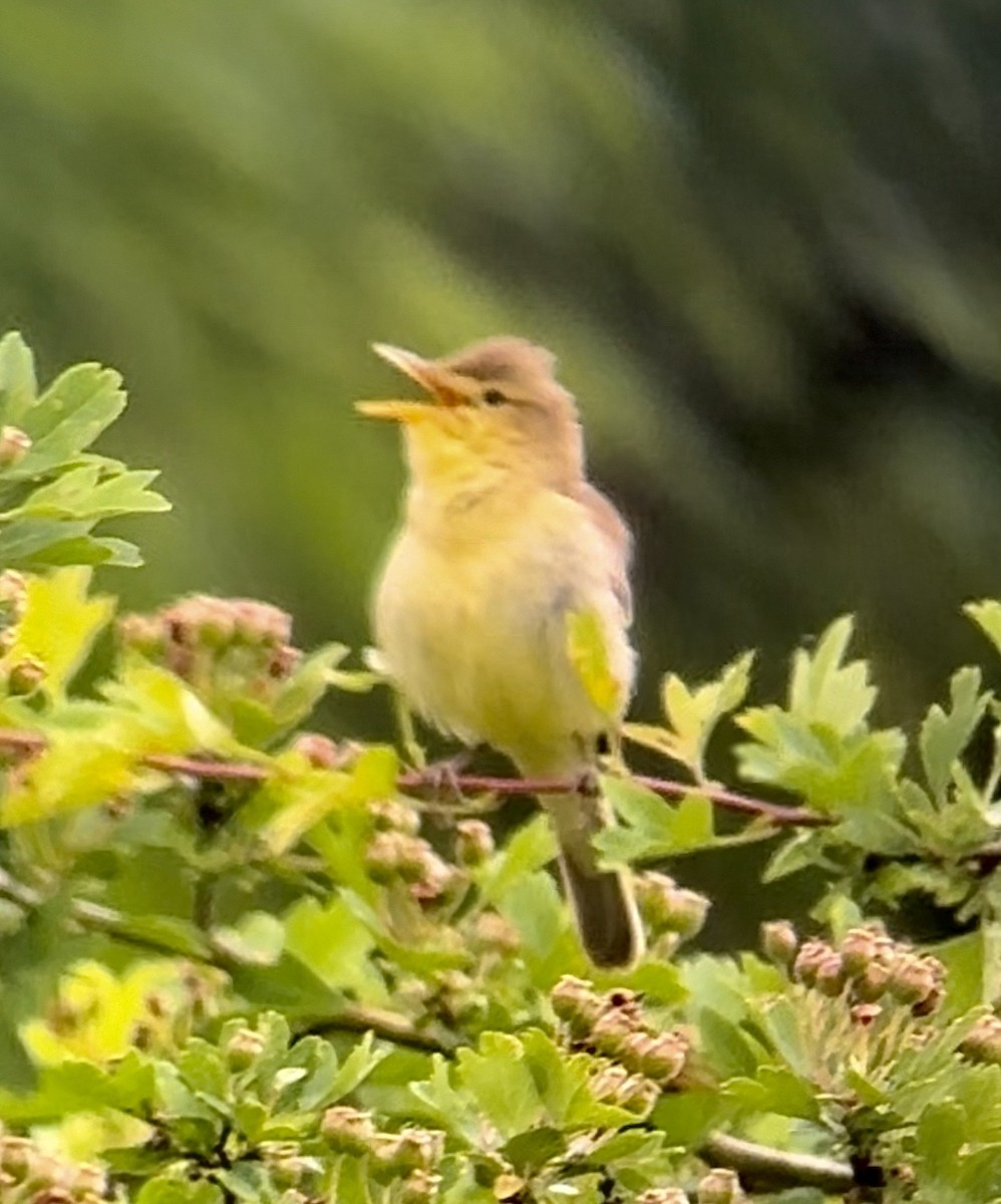 Melodious Warbler - ML619275418