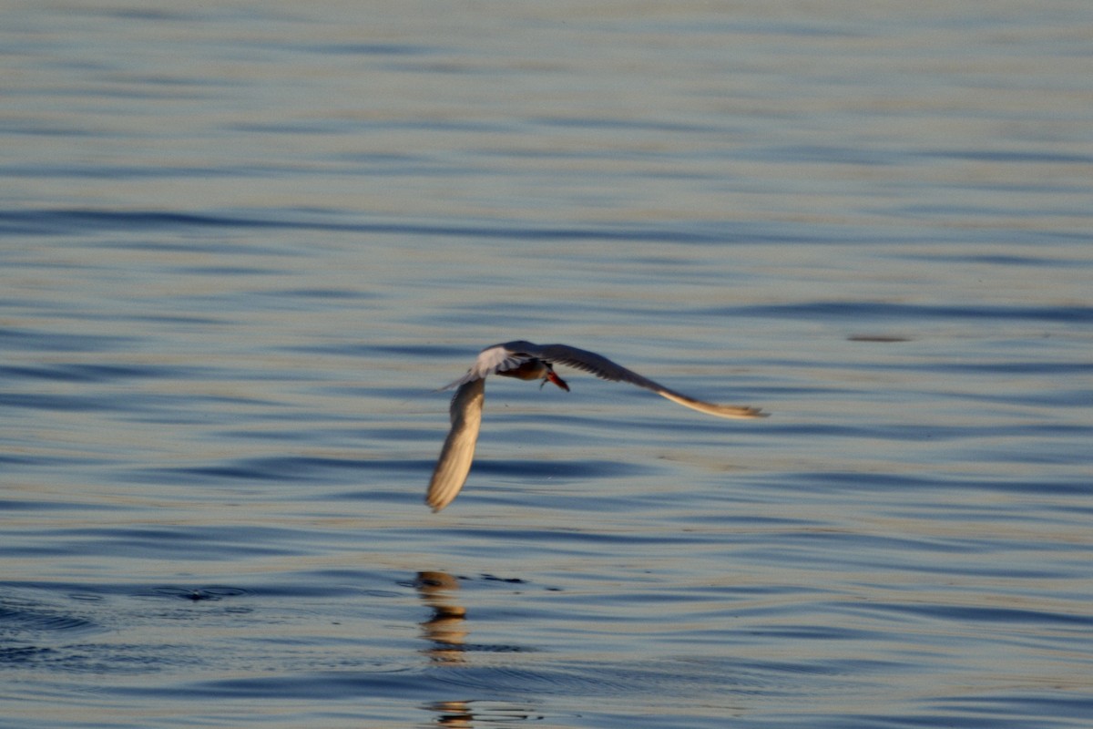 Common Tern - ML619275513
