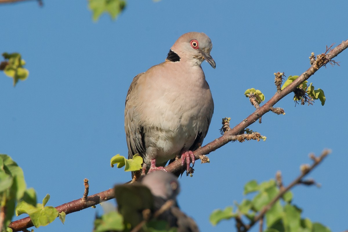 Mourning Collared-Dove - ML619275549