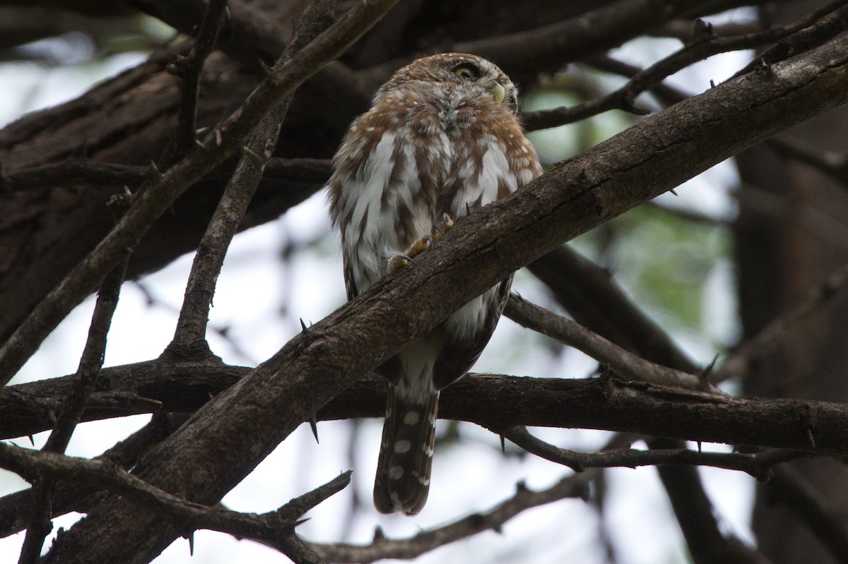 Pearl-spotted Owlet - ML619275582