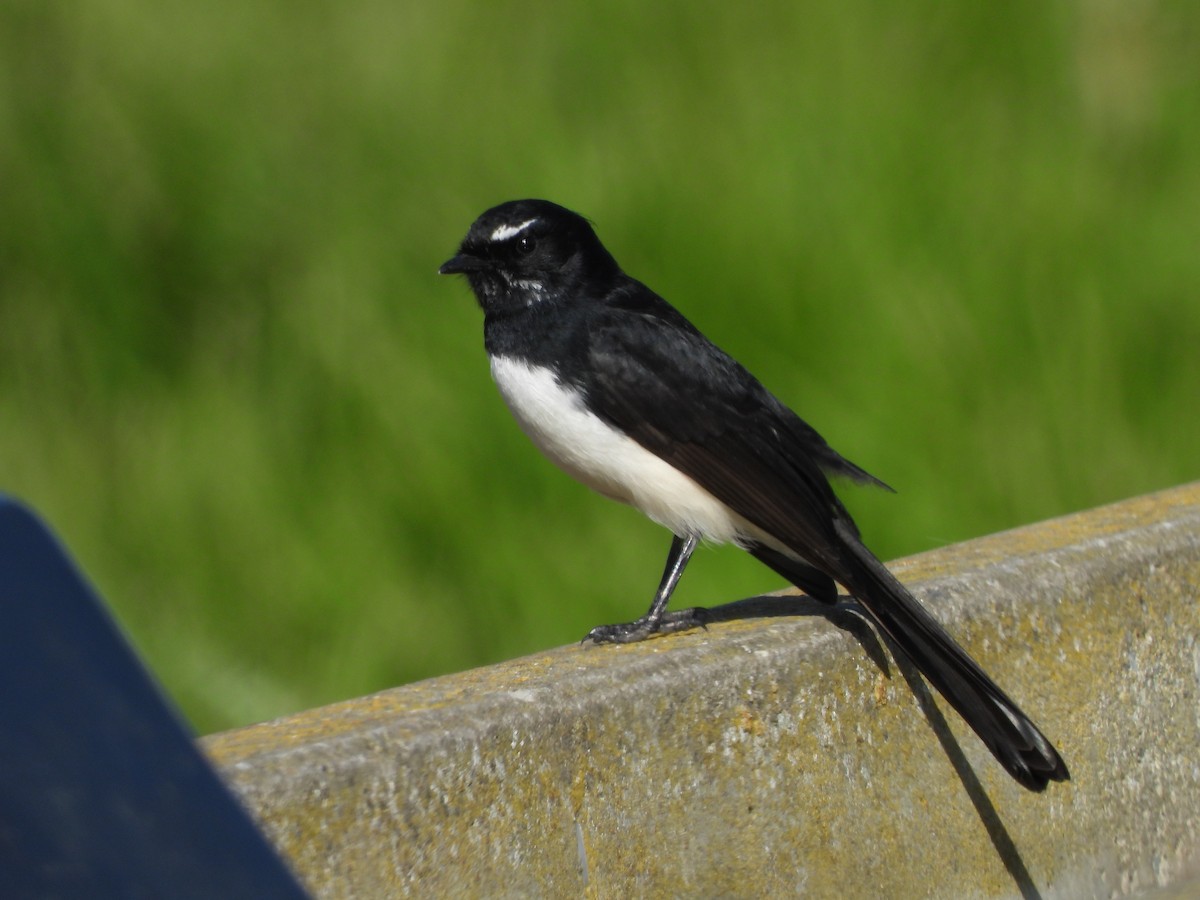 Willie-wagtail - ML619275585