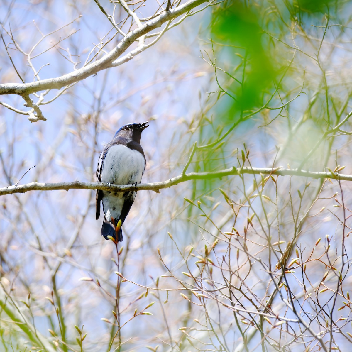 Blue-and-white Flycatcher - ML619275689