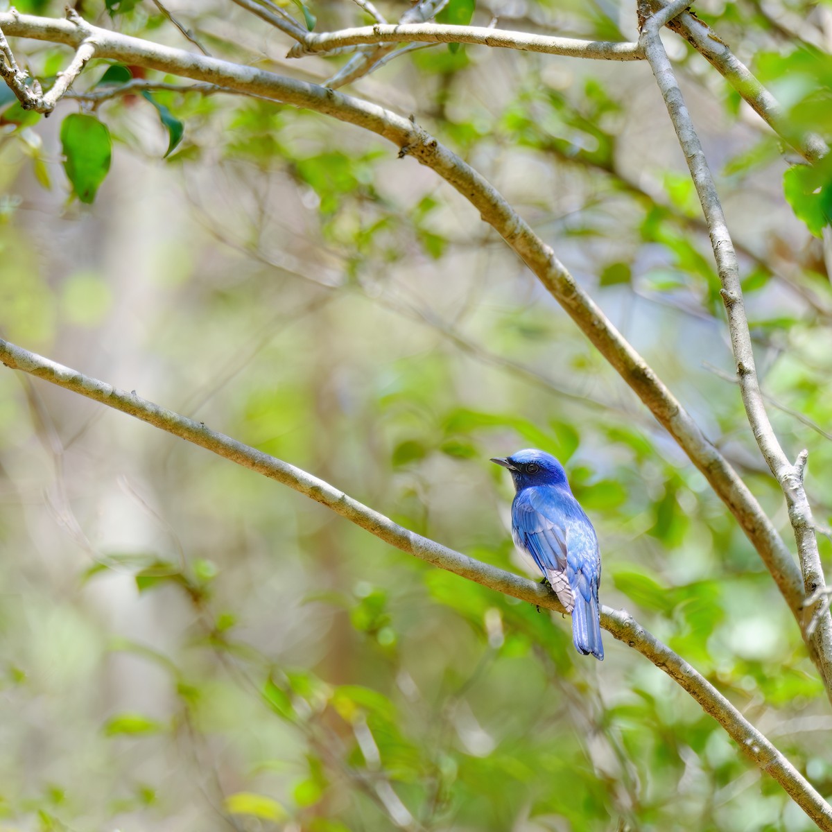 Blue-and-white Flycatcher - ML619275691