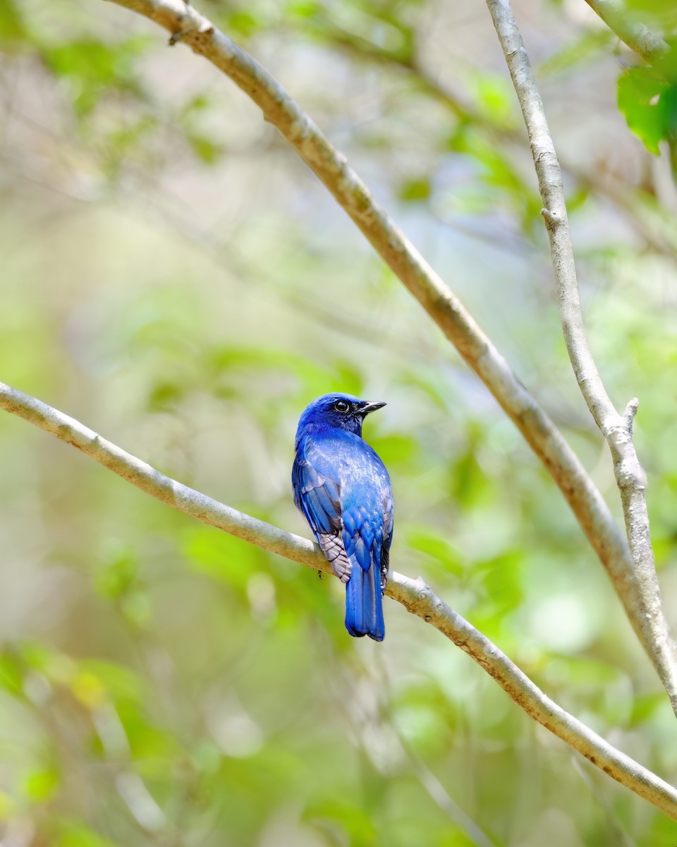 Blue-and-white Flycatcher - ML619275692