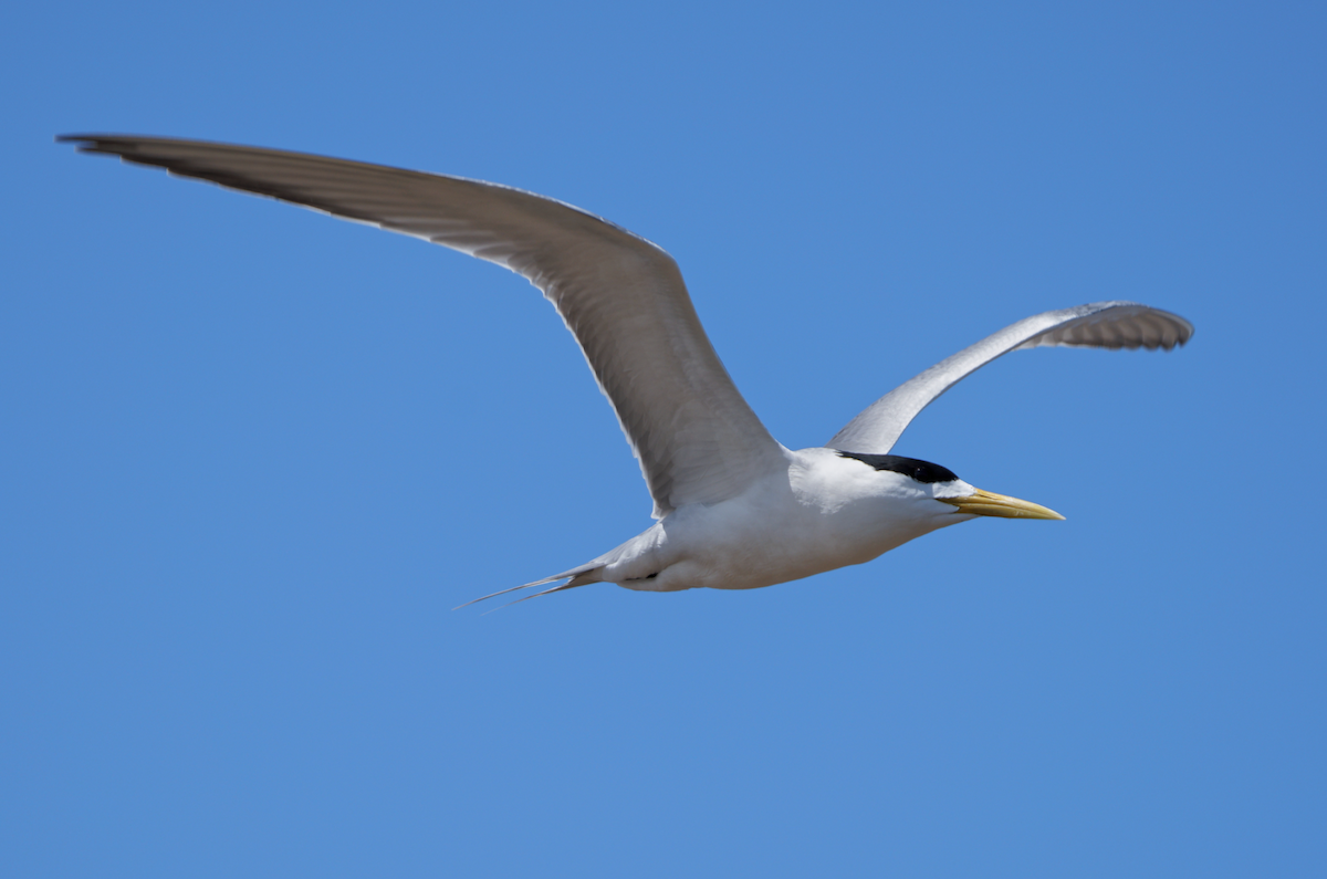 Great Crested Tern - ML619275698