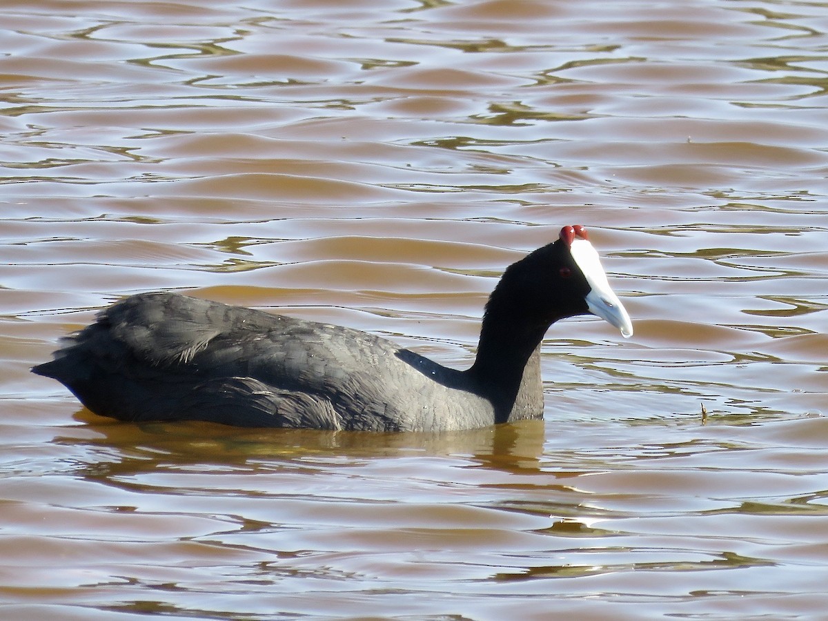 Red-knobbed Coot - ML619275783