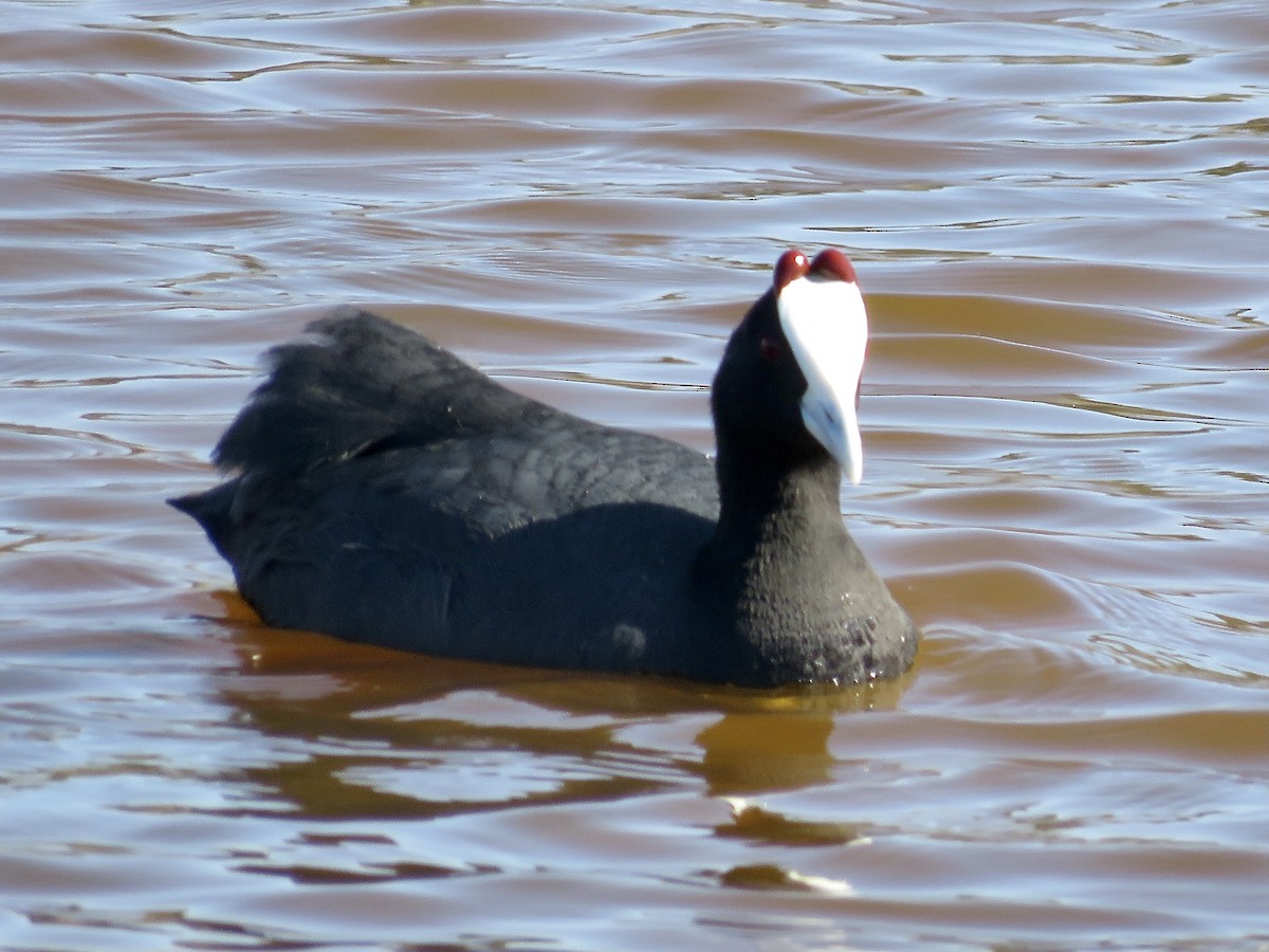 Red-knobbed Coot - ML619275788